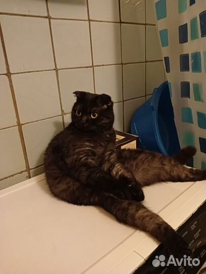 Шотландский кот