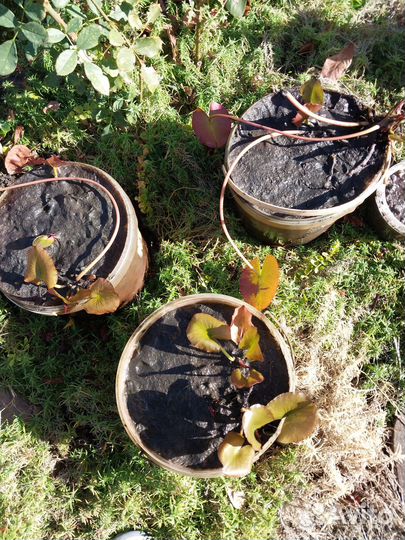 Водяная лилия