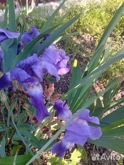 Ирисы