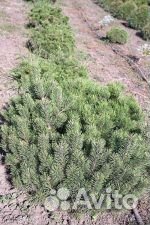 Сосна новогодняя оптом и в розницу