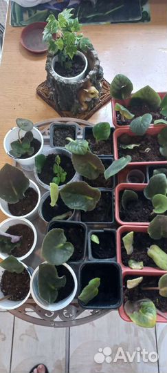 Фиалки детки