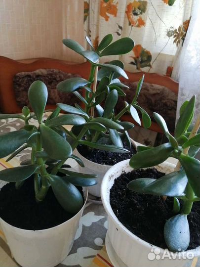 Толстянка Крассула