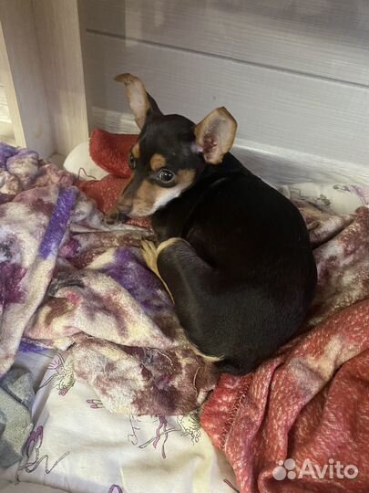 Той-терьер щенки