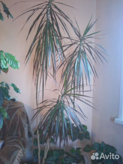 Продам комнатные цветы большой выбор