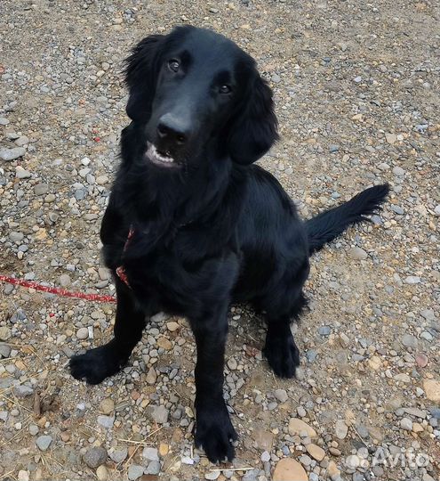 Прямошерстный ретривер