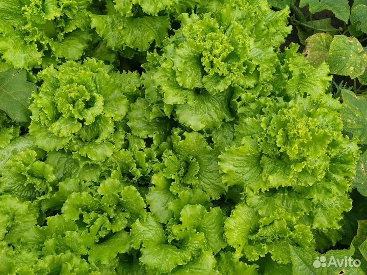 Ранетка желтая