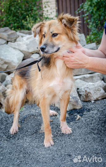 Собачка из черного приюта