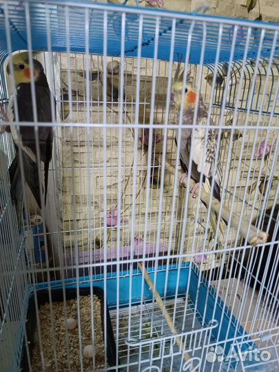 Попугай карелла с клеткой пара