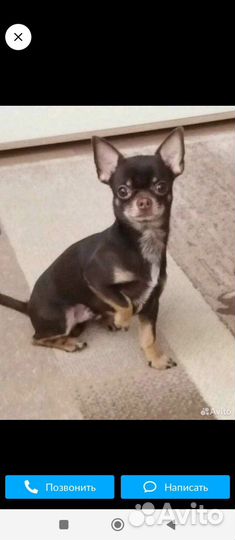 Чихуахуа миник-девочка