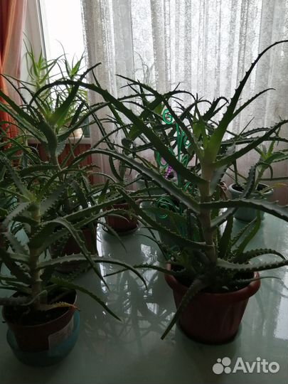 Алоэ столетник