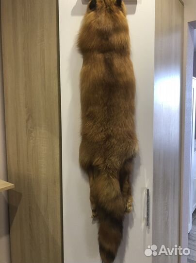 Шкура рыжей лисы Огневки