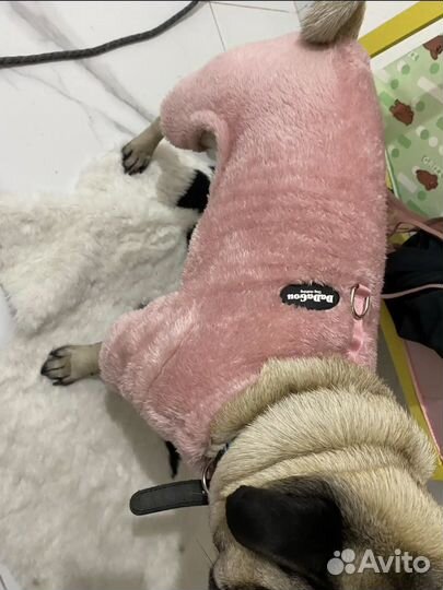 Одежда для собак