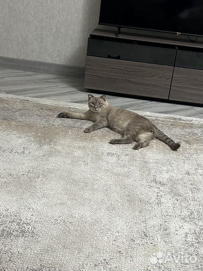 Вязка кошек