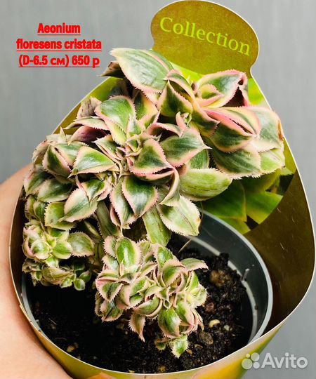 Редкие суккуленты