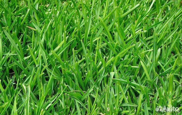 Семена газона 5 кг