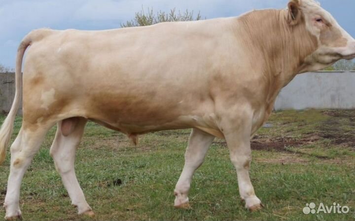 Быки на племя