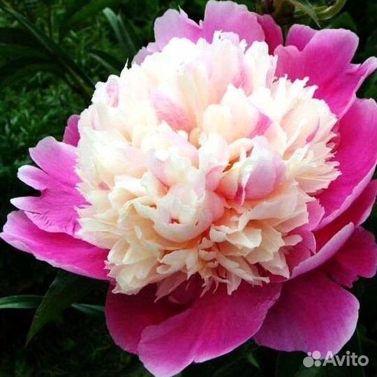 Пионы клубни Кора Стабс