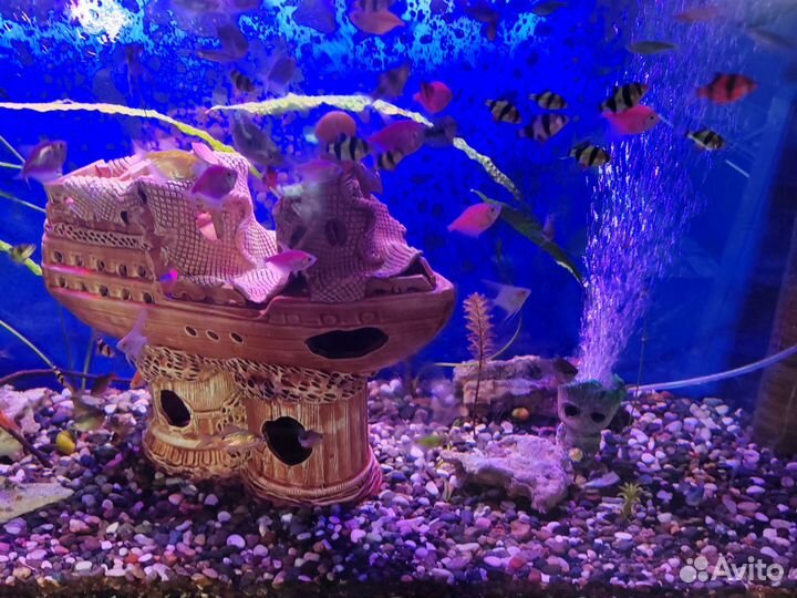 Аквариум