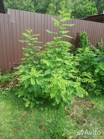 Белая Акация,саженцы