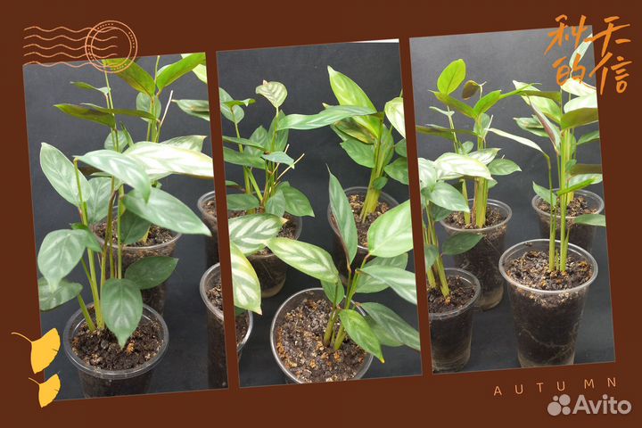 Филодендрон