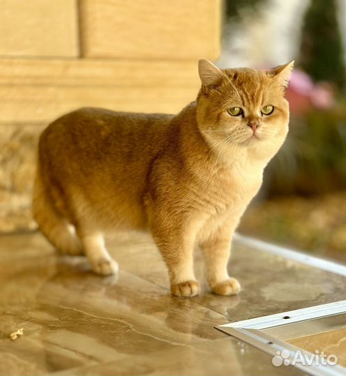 Британский кот ny12
