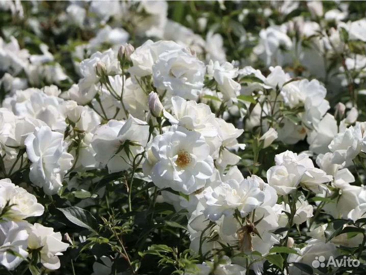 Роза Schneewitchen