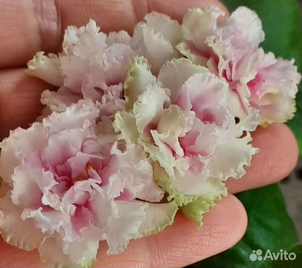 Фиалки детки