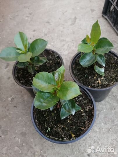 Бугенвилия