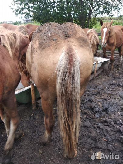 Продается жеребята