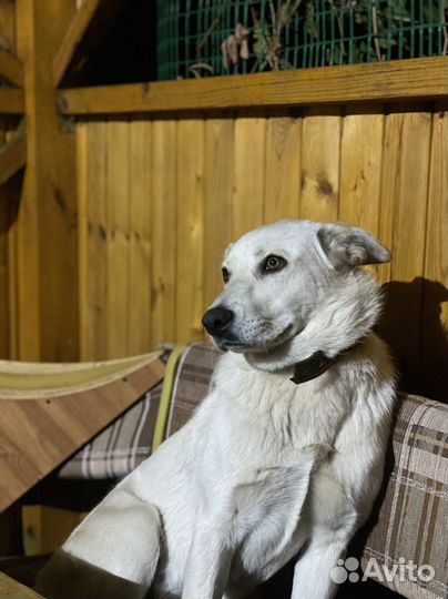 Собака в добрые руки