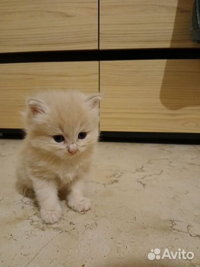 Кошка в дар