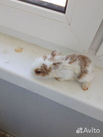 Продаю крольчат