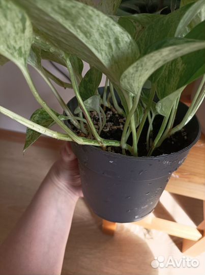 Сциндапсус марбл квин