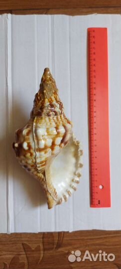 Морские ракушки раковины