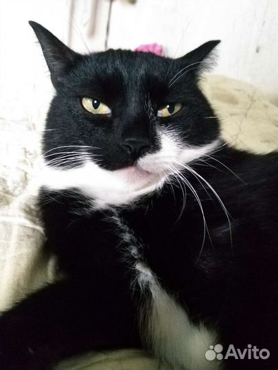 Котики в добрые руки