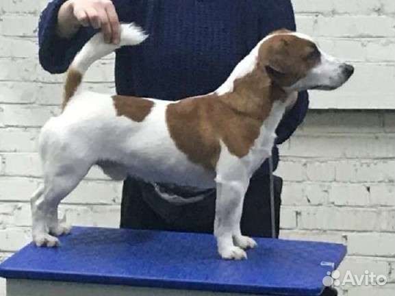 Вязка собак