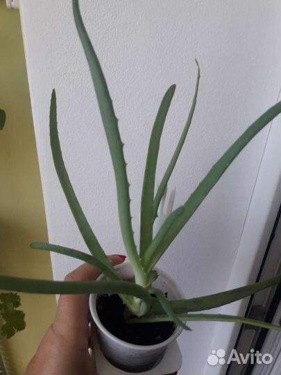 Алое,алоеВера,каланхое,инд лук,денежное дерево