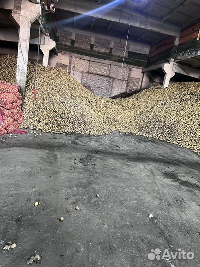 Картофель, Капуста