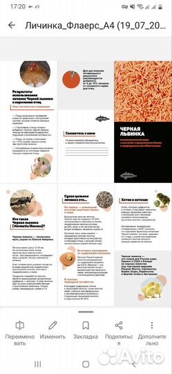 Личинки черной львинки