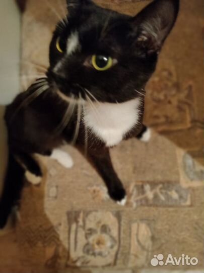 Черно-белый котик