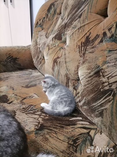 Продам котят серебристая шиншилла