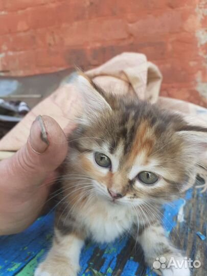 Котята отдам в добрые руки бесплатно