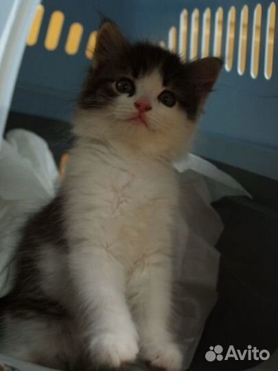 Котёнок малышка девочка