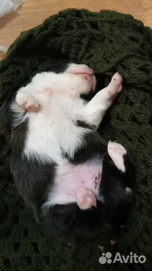 Собаки не для пиара