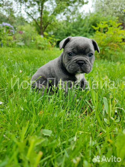 Голубой французский бульдог