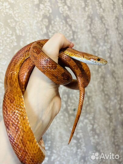 Змея маисовый полоз (Масик - 3 годика)