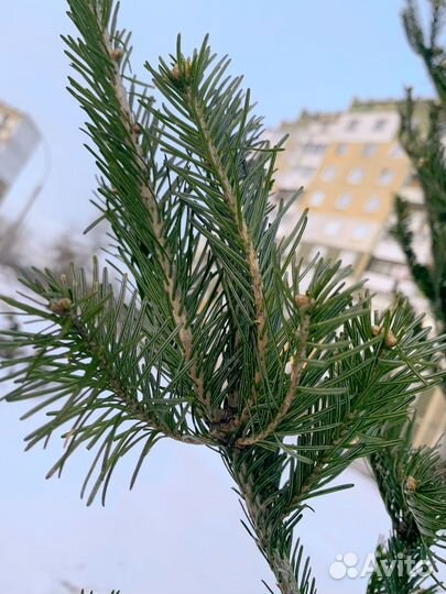 Пихта Новогодняя