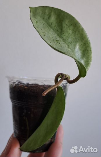 Хойя Grey ghost, Verticillata actuta variegata