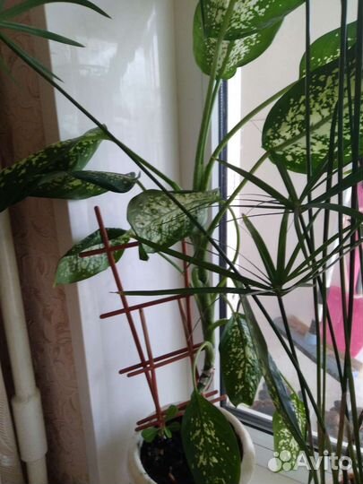 Комнатные растения