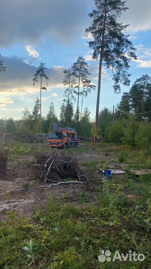 Спил деревьев